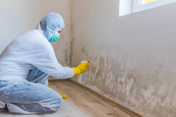 Licensed Mold Inspection And Testing service in Worcester, MA - Mold Remediation HQ