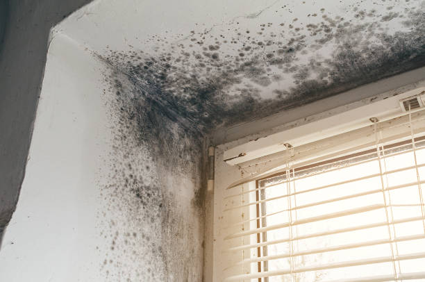 Affordable Mold Inspection And Testing solutions in Worcester, MA